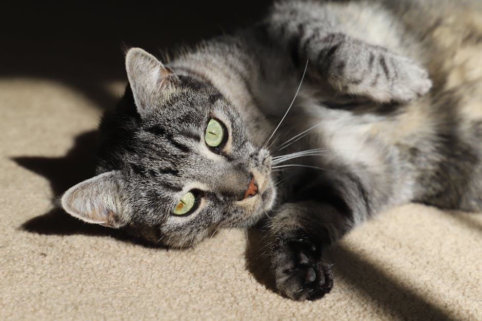 Pet insurance for senior cats overview: a calm gray senior cat with bright eyes resting on a soft blanket near a sunny window, the kind of older domestic shorthair whose owners most often weigh pet insurance for senior cats decisions against rising veterinary costs and a tightening coverage map