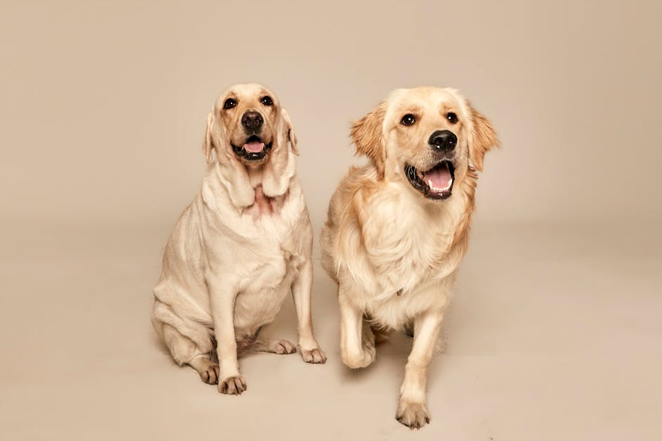 Pet insurance multi-pet discount with two dogs: two calm golden retrievers sitting side by side and smiling on a soft studio backdrop, the kind of two-dog household profile that consistently triggers a pet insurance multi-pet discount when both dogs are insured under policies from the same carrier