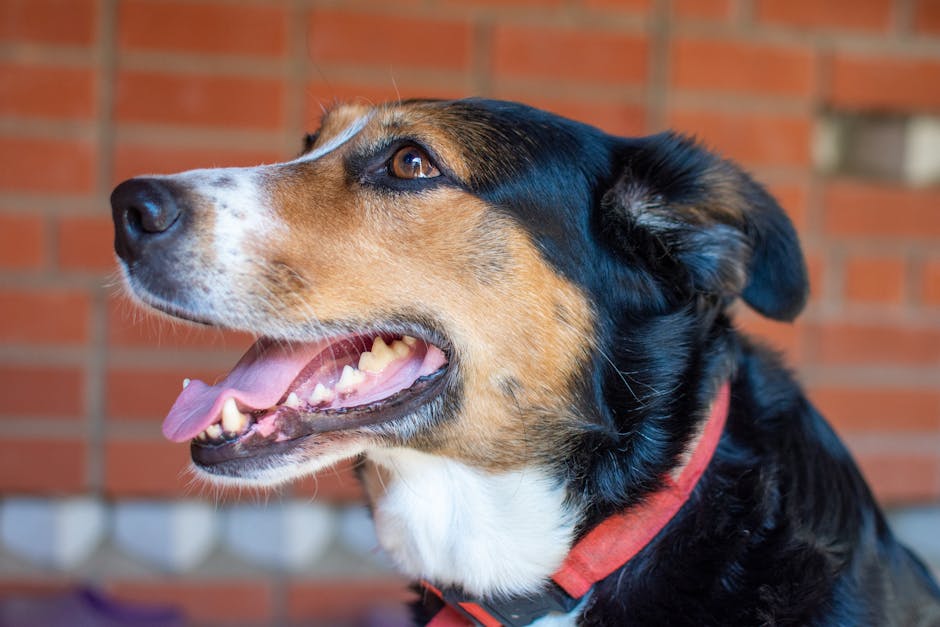 Pet dental insurance coverage context: a happy adult dog with a wide open smile showing healthy teeth, wearing a red collar against a warm background, the kind of healthy mouth that pet dental insurance coverage is most likely to keep covered as long as routine cleanings are documented annually