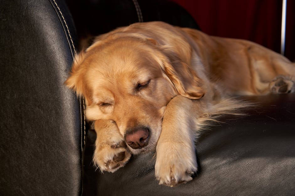 Pet insurance for dogs household review: a calm adult golden retriever resting on a sofa in a bright living room, the kind of relaxed home setting where households compare pet insurance for dogs plans across several carriers before enrolling a new puppy or adult dog