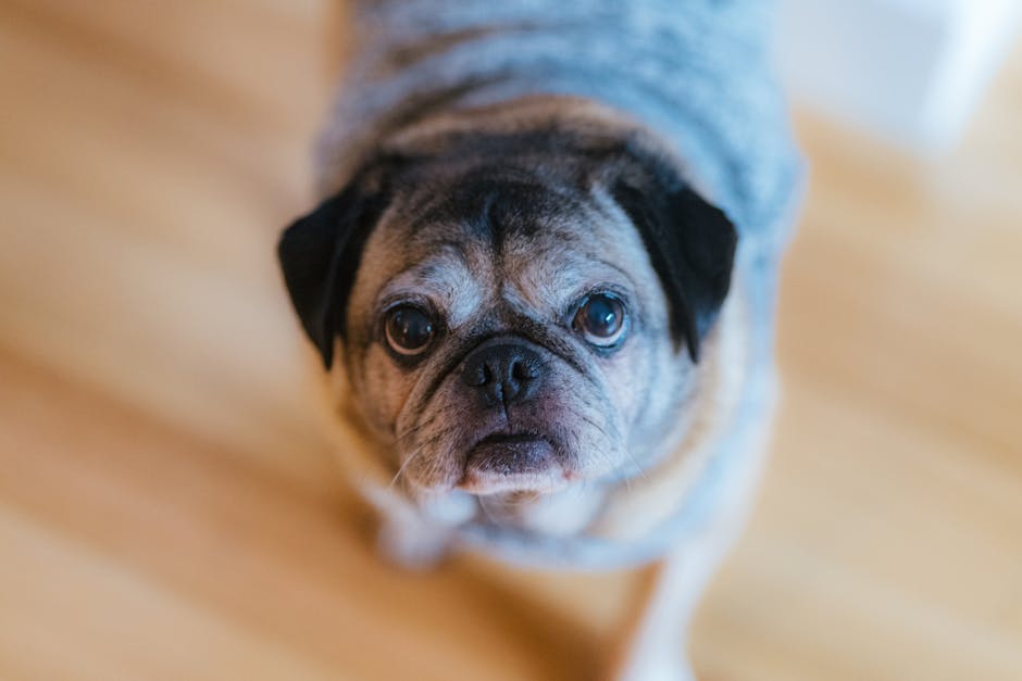 Pet insurance pre-existing conditions context: a calm elderly pug resting indoors on a wooden floor, the kind of senior pet for whom the pet insurance pre-existing conditions clause most often determines whether and how a new policy can offset future veterinary care costs