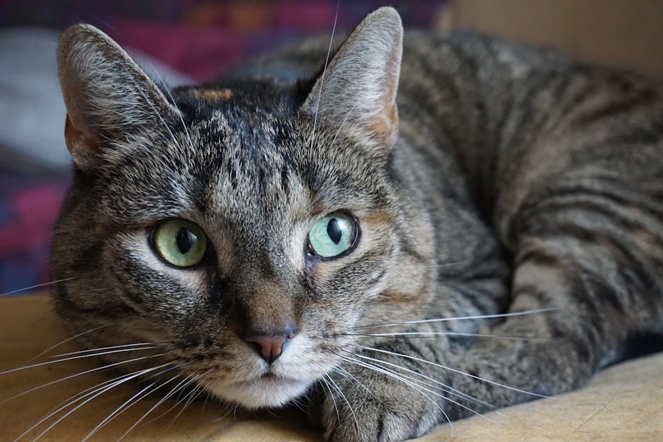 Pet insurance wellness plans for cats context: a calm tabby cat with bright green eyes lying contentedly indoors, the kind of healthy adult cat whose wellness schedule of annual exams, vaccinations, and dental cleanings is commonly bundled into pet insurance wellness plans for predictable monthly preventive-care budgeting