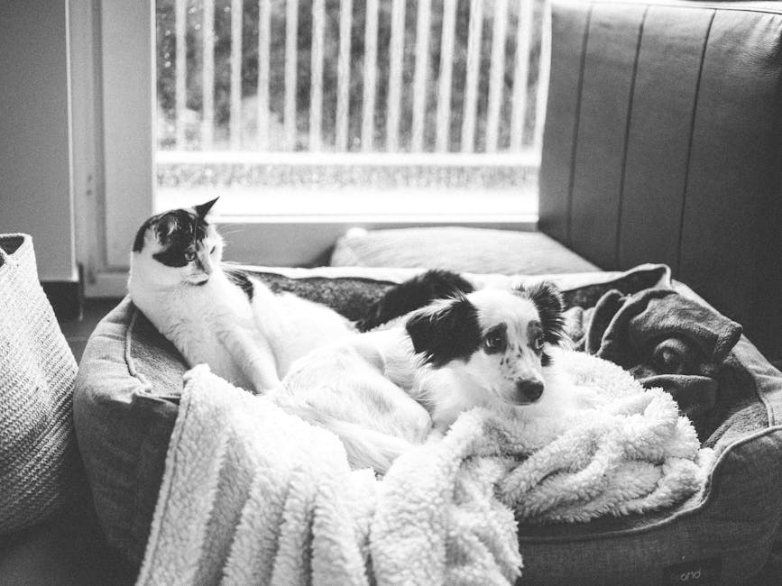 Pet insurance multi-pet discount cross-species household: a cat and a dog cuddling together on a soft pet bed by a sunny window in a quiet home, the kind of cross-species multi-pet household where the pet insurance multi-pet discount routinely compounds into meaningful savings across both policies over the long horizon