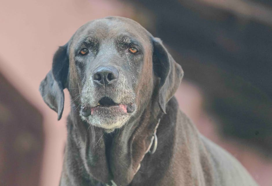 Pet insurance for senior dogs context: a calm elderly chocolate Labrador retriever resting outdoors with a soft expression, the kind of senior dog whose owners most often weigh pet insurance for senior dogs decisions against rising veterinary costs and a narrowing coverage map