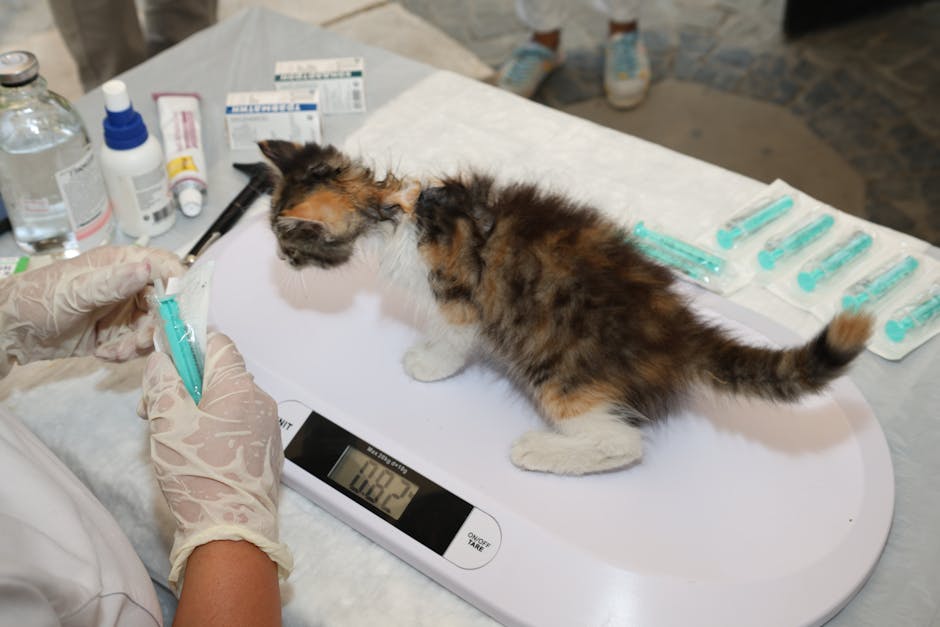 Pet insurance for kittens first vet visit: a calm veterinary professional weighing a small young kitten during a routine wellness check in a bright clinic, the kind of foundational exam that establishes the medical-record baseline every pet insurance for kittens policy will reference at underwriting