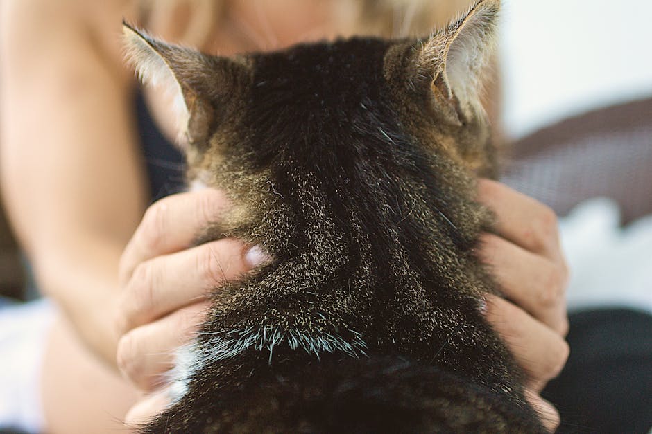 Pet insurance for cats owner bond context: a hand gently petting a calm domestic cat at home, the kind of everyday companionship that prompts households to compare pet insurance for cats plans before a future urinary, dental, or kidney workup creates an unexpected veterinary bill