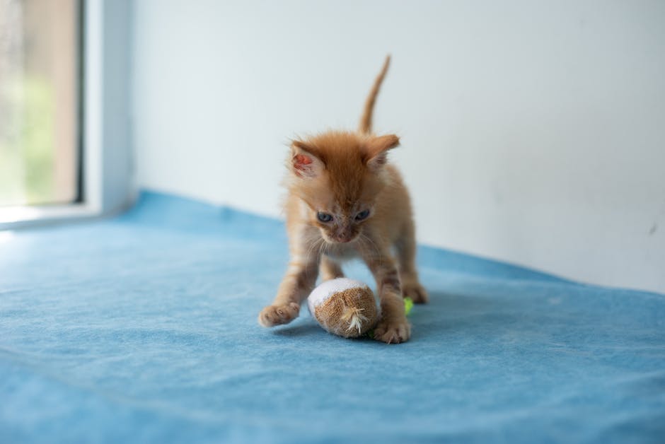 Pet insurance for kittens explained: a small ginger kitten playing with a soft toy on a clean indoor surface, the kind of healthy young cat whose owners most often research pet insurance for kittens before the first round of vaccinations and the first formal wellness exam