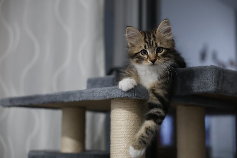 Pet insurance for kittens home environment: a fluffy young kitten lounging contentedly on a cat tree in a sunny indoor room, the kind of healthy at-home setting where households first compare pet insurance for kittens plan samples before the cat reaches six months of age