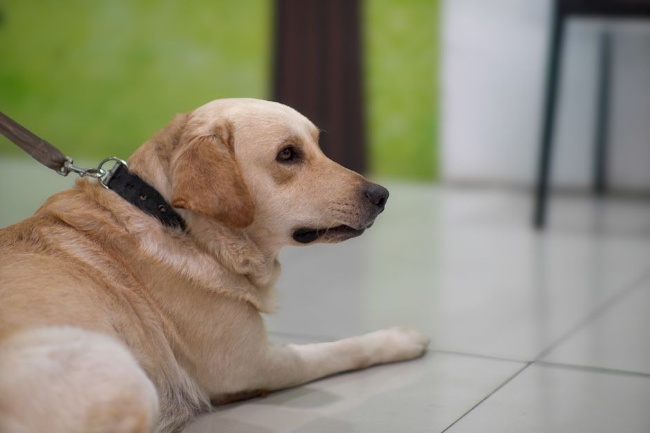 Pet insurance pre-existing conditions explained: an owner sitting at a kitchen table reviewing veterinary records and policy documents alongside a calm older dog resting on the floor, the kind of careful pre-enrollment review where pet insurance pre-existing conditions clauses get parsed line by line before any application is submitted