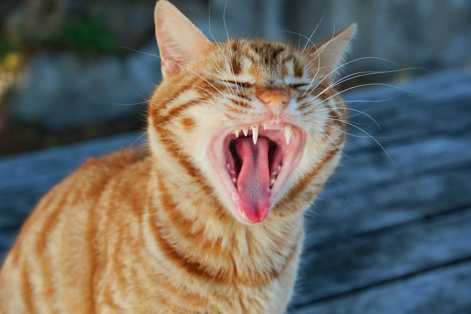 Pet dental insurance coverage for cats: a close-up of a ginger cat yawning widely, showing healthy teeth and pink gums against a clean wooden surface, the kind of dental anatomy a routine annual exam documents in detail and that pet dental insurance coverage references for future claim decisions