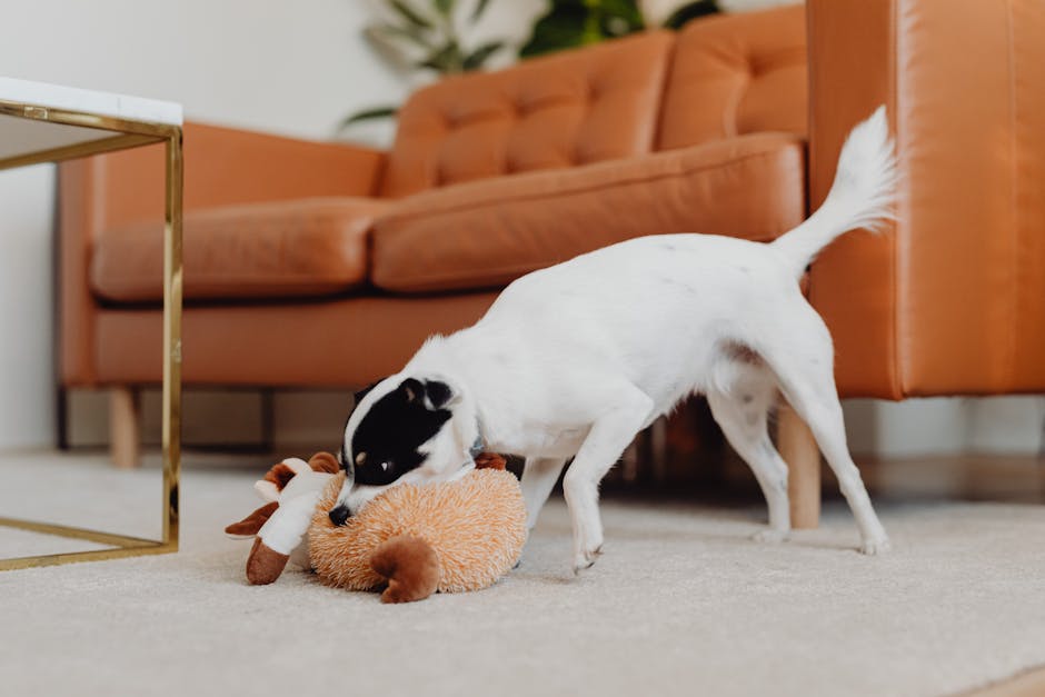 Pet insurance for puppies home routine: a small young dog playing with a soft toy on the floor of a cozy living room, the kind of low-key household setting where families review pet insurance for puppies plan samples and make their first enrollment decision before the dog reaches six months of age