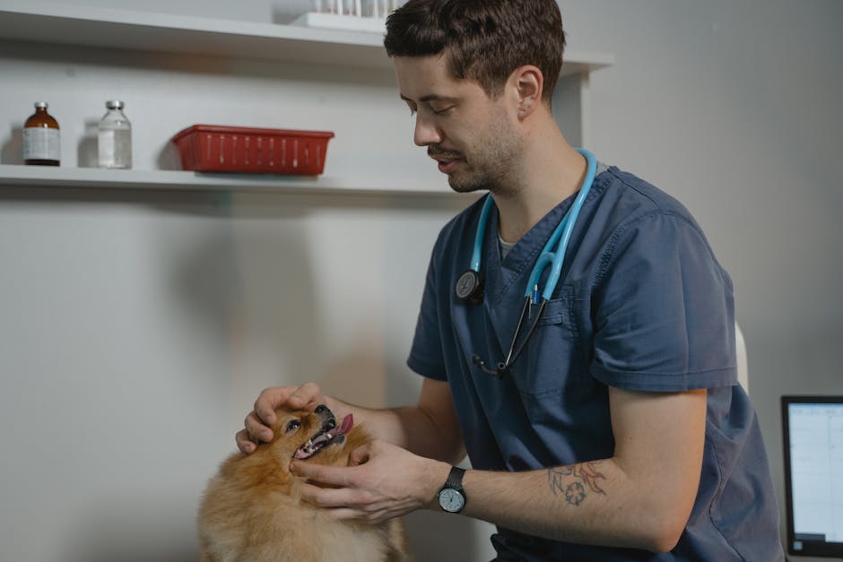 Pet insurance for senior dogs vet visit: a calm veterinarian examining a small senior dog during a routine wellness check in a clinic, the kind of senior wellness exam that often surfaces findings that a pet insurance for senior dogs policy will treat as pre-existing during the underwriting review