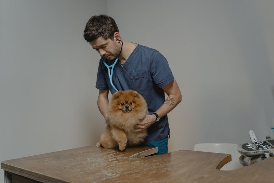Pet insurance for puppies first vet visit: a calm veterinarian using a stethoscope to examine a small young dog during a routine puppy wellness check in a clinic, the kind of foundational exam that sets the medical-record baseline every pet insurance for puppies policy will reference at the underwriting stage