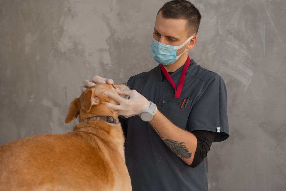 Pet dental insurance coverage clinic context: a professional veterinarian wearing a face mask carefully examining a calm dog during a routine checkup, the kind of professional dental exam that documents the baseline status every pet dental insurance coverage decision will reference at underwriting and at claim time