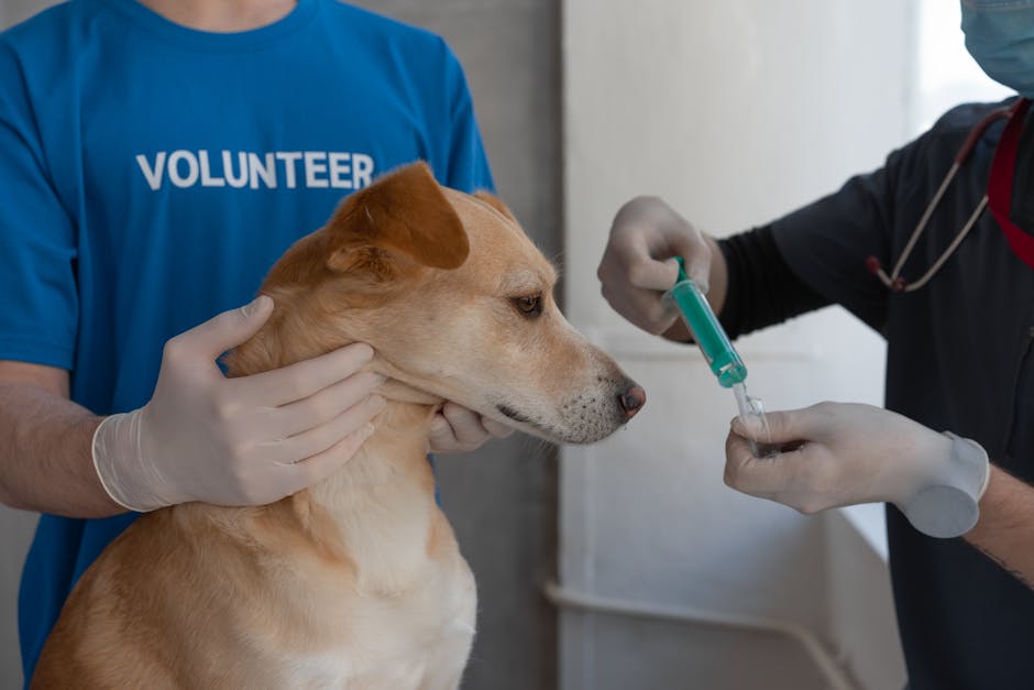 Pet insurance wellness plans vaccination context: a calm veterinarian and a volunteer preparing to administer a routine vaccination to a healthy dog in a bright clinic, the kind of standard preventive item that pet insurance wellness plans bundle into a monthly benefit pool with per-item reimbursement caps
