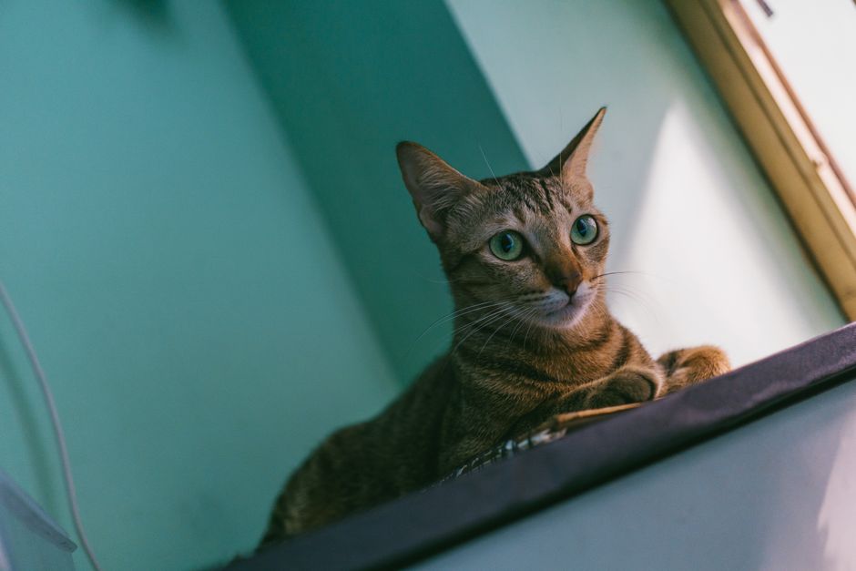 Pet insurance for cats explained: a healthy adult domestic shorthair cat sitting calmly on a sunny window sill in a clean home, the kind of indoor companion cat whose owners most often research pet insurance for cats around the time of the first annual wellness exam