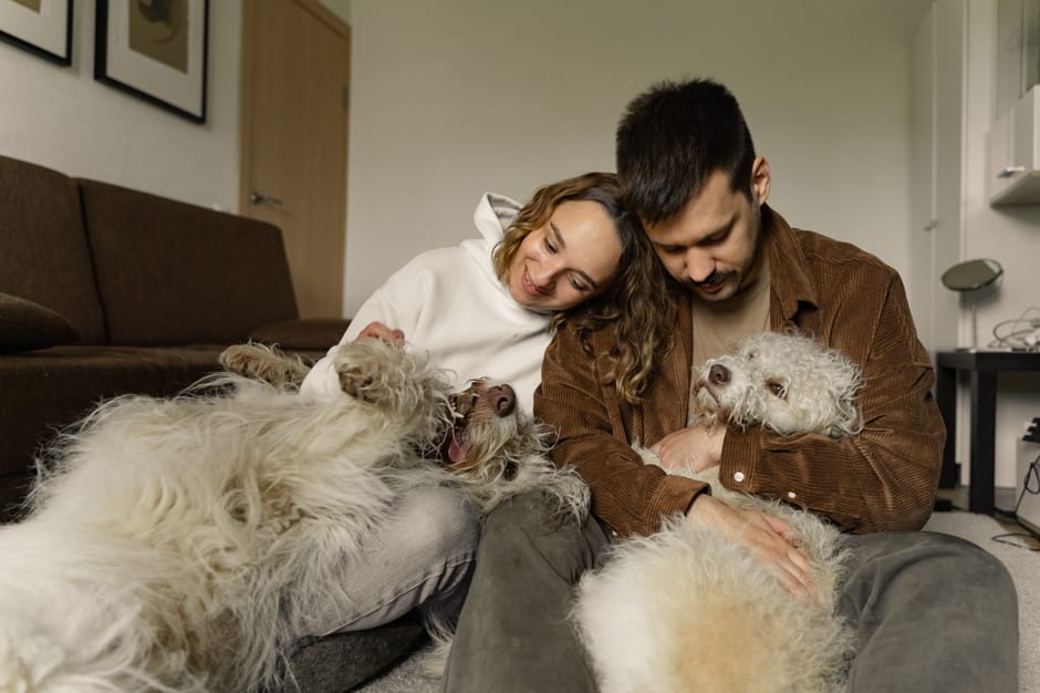 Pet insurance for dogs explained: a young Labrador retriever sitting calmly next to its owner on a couch in a bright home, the kind of healthy adult dog whose owners most often research pet insurance for dogs during the first 12 months of ownership