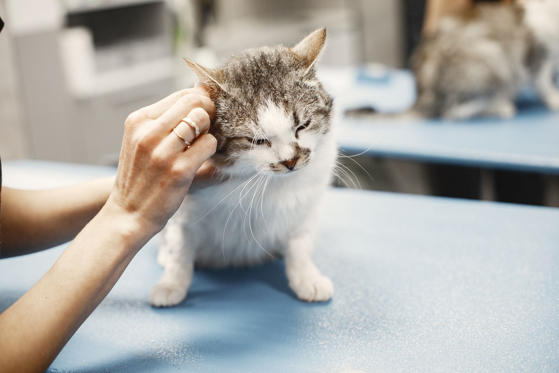 Cat resting on a veterinary exam table, part of understanding whether pet insurance covers cancer care