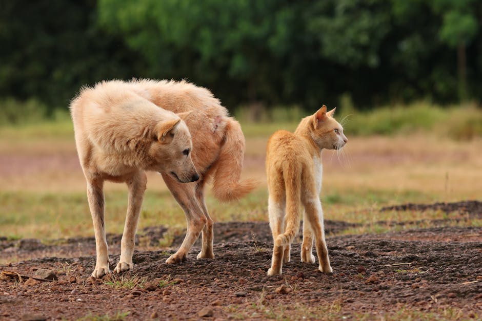 Pet insurance multi-pet discount context: a dog and a cat standing side by side together in an outdoor setting, the kind of multi-species household profile that consistently triggers a pet insurance multi-pet discount when both animals are insured under policies from the same U.S. carrier