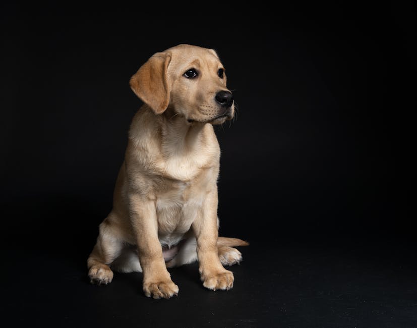 Pet insurance for puppies overview: a young yellow Labrador retriever puppy sitting calmly on a clean surface in a bright setting, the kind of healthy young dog whose owners most often research pet insurance for puppies before the first round of vaccinations and the first major wellness exam