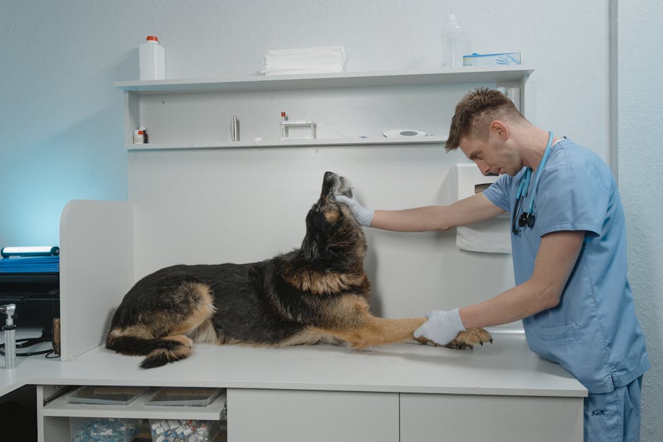 Dog owner reading pet insurance exclusions in a policy sample