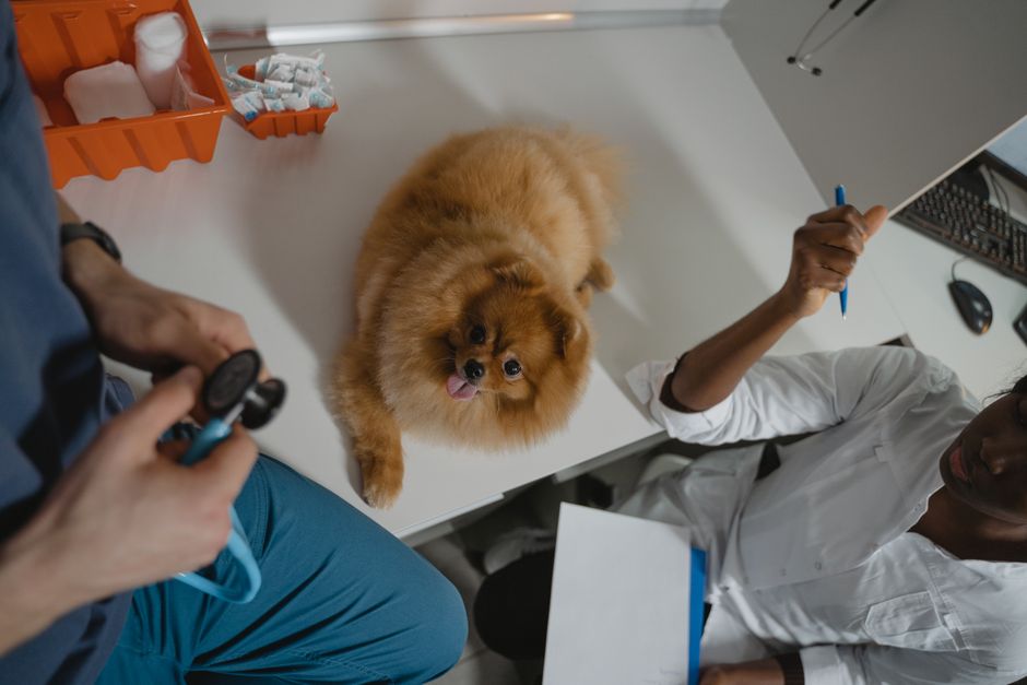 Owner organizing veterinary paperwork at a kitchen table while learning how to file a pet insurance claim