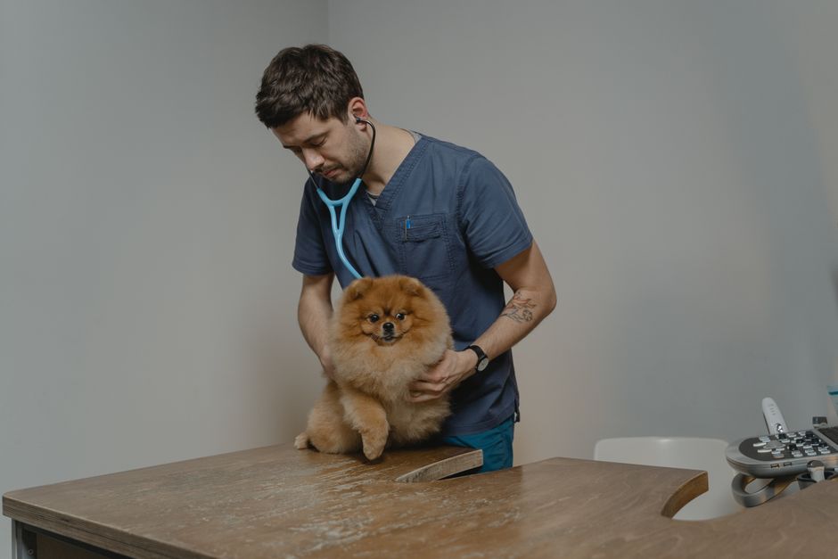 Owner comparing two plans to understand pet insurance exclusions