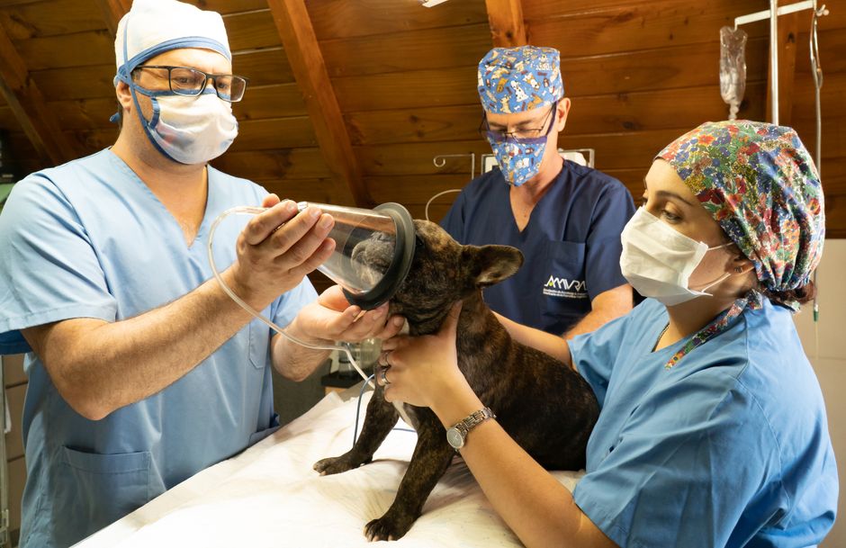 Veterinary team preparing a dog for an operation, illustrating whether pet insurance covers surgery