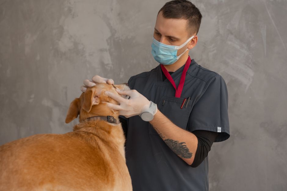 Cat at a veterinary visit illustrating common pet insurance exclusions
