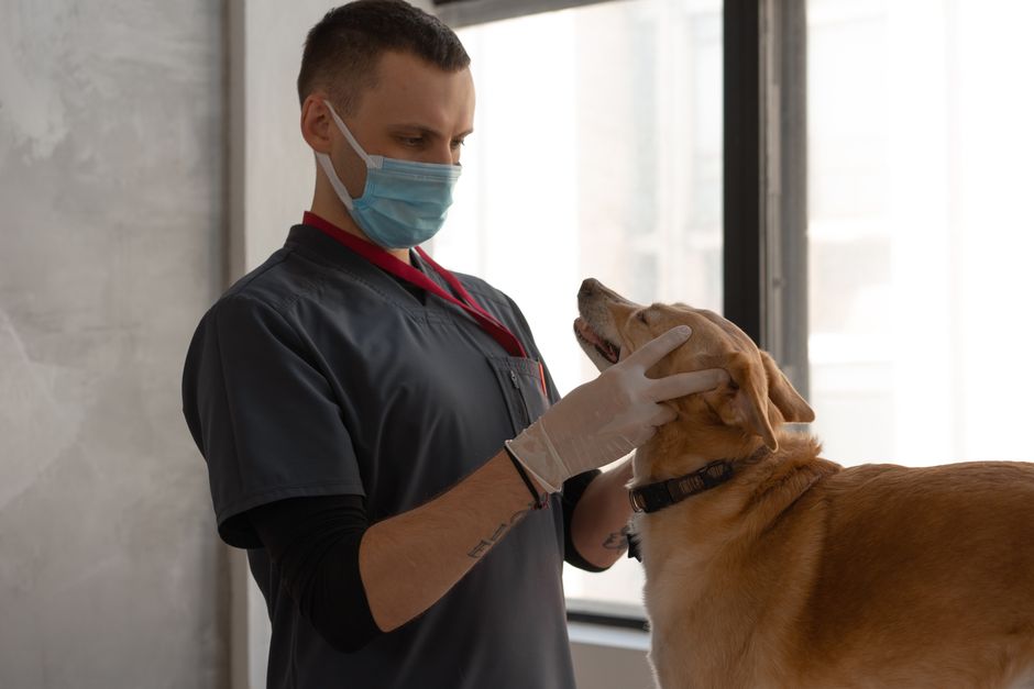 Owner petting a large dog at home while researching pet insurance hip dysplasia coverage