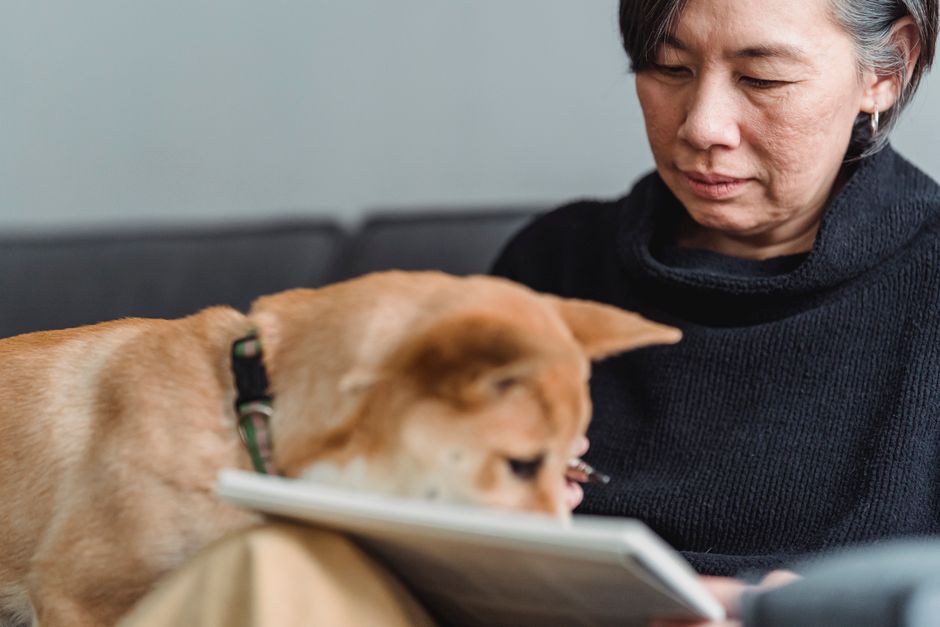 Owner reading a policy document at a kitchen table to understand the pet insurance per-incident limit